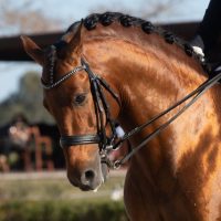 face portrait of a bay spanish horse with rider at a horse show in a dressage competition