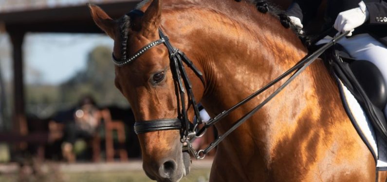 face portrait of a bay spanish horse with rider at a horse show in a dressage competition
