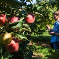 man standing in pick-your-own apple orchard