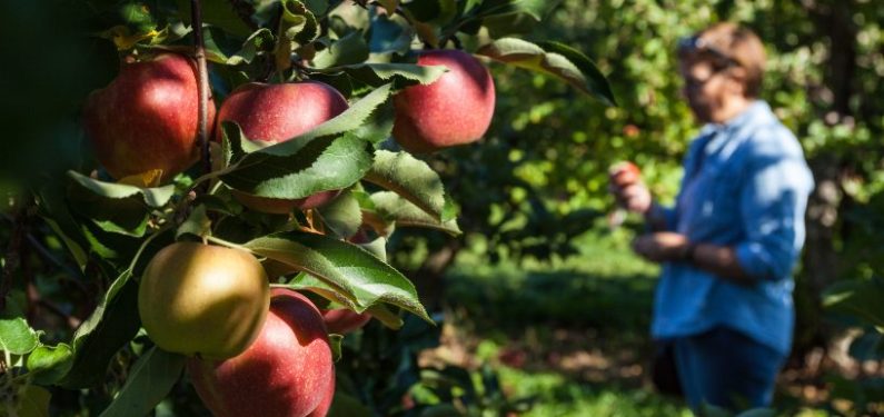 man standing in pick-your-own apple orchard
