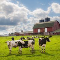 holstein cows standing in a field on a dairy farm
