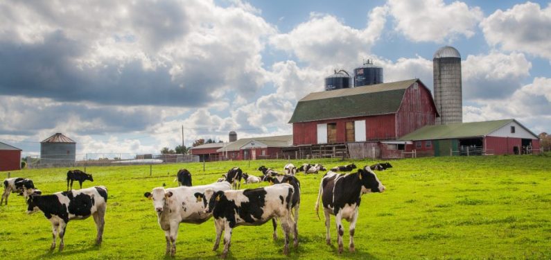 holstein cows standing in a field on a dairy farm