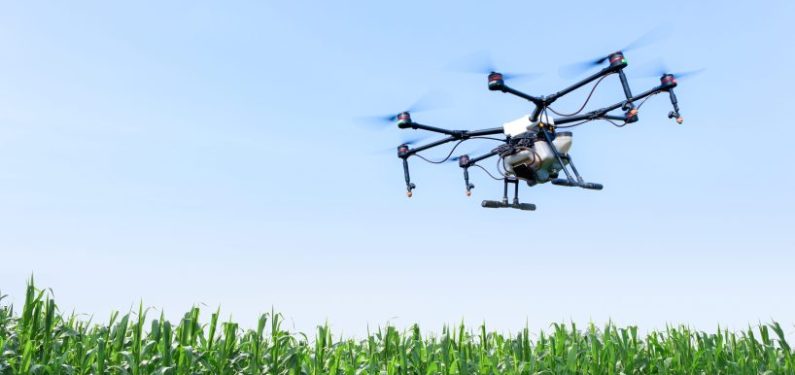 farm drone flying towards field of corn against a blue sky
