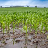 rows of crop corn with puddles and some flooding