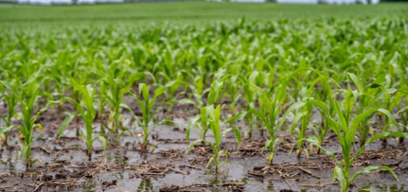 rows of crop corn with puddles and some flooding