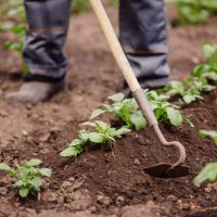 person using a hoe on soil around rows of potato plants on a hobby farm