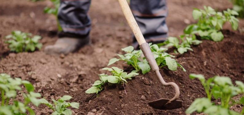 person using a hoe on soil around rows of potato plants on a hobby farm